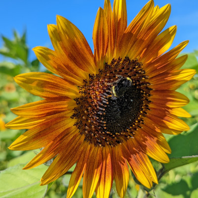 Picture of a sunflower