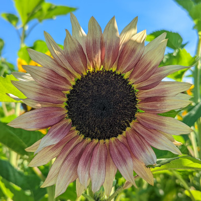 Picture of a sunflower